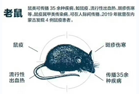 番禺工厂灭鼠，番禺杀老鼠，番禺除四害公司，番禺老鼠药老鼠贴