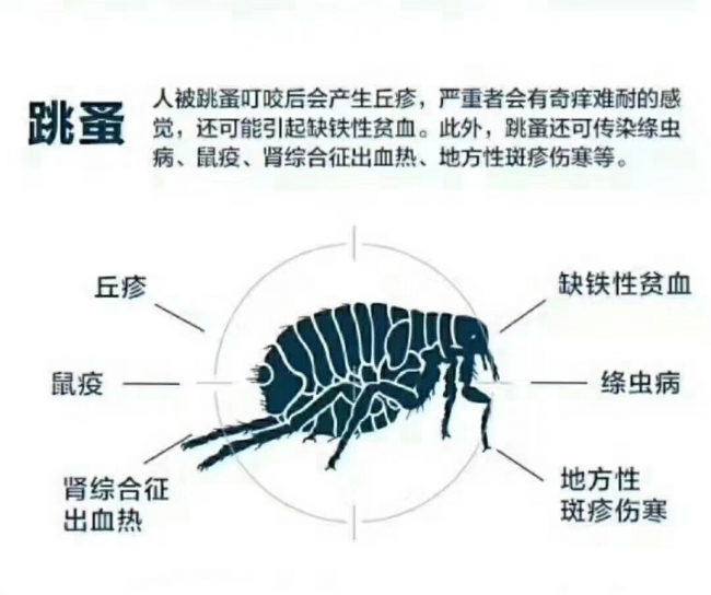 番禺杀虫公司|灭臭虫跳蚤除四害机构