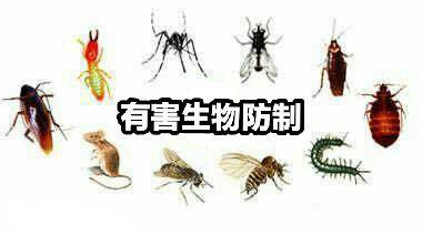 广州大学城杀虫灭蟑螂，大学城杀虫灭鼠公司