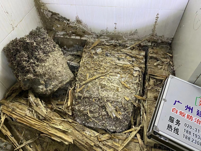 番禺区大龙街白蚁防治 大龙街灭白蚁 杀虫灭鼠