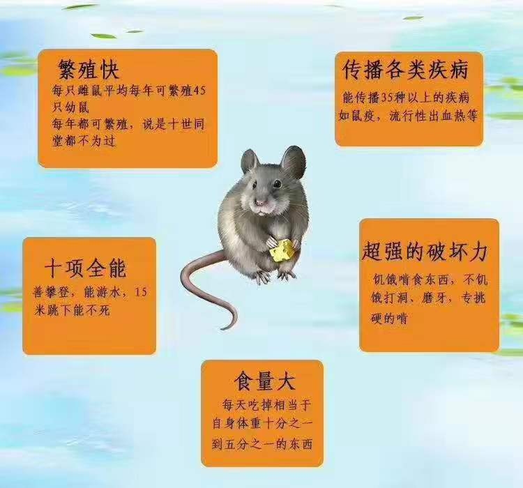 老鼠喜欢藏匿的位置 番禺除虫灭鼠公司 防鼠灭鼠服务