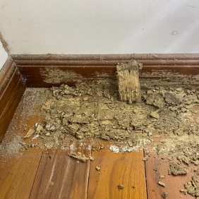 南沙白蚁灭治中心：当发现有白蚁危害时的处理