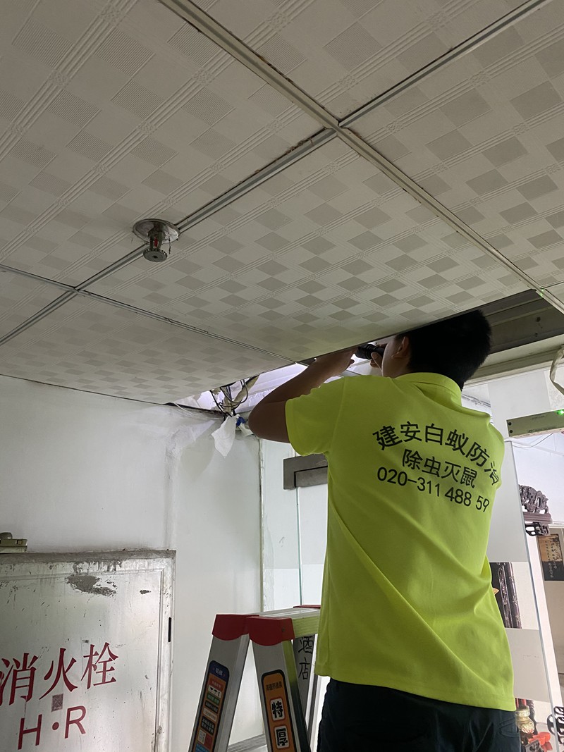 公司企业单位灭鼠，防治老鼠