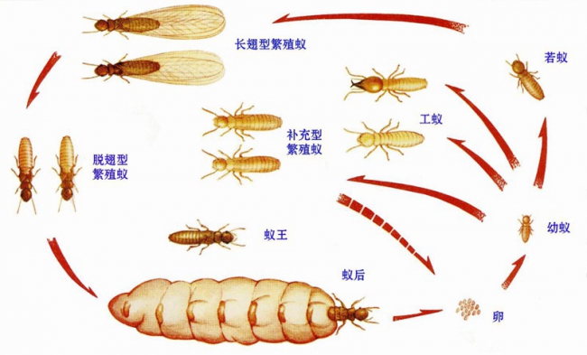 番禺灭白蚁公司，番禺防白蚁，番禺治白蚁，番禺杀白蚁