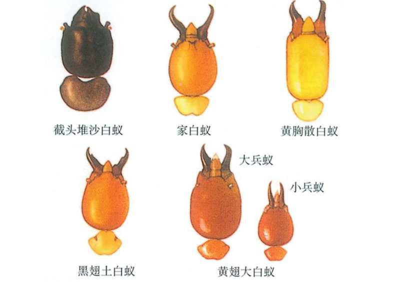白蚁防治，常见白蚁种类