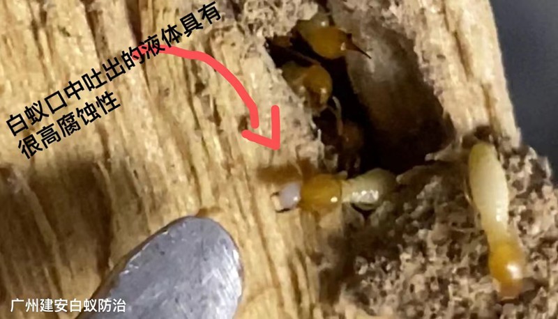白蚁防治